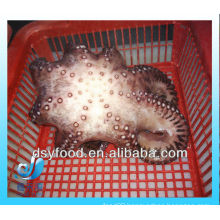 frozen octopus for sale